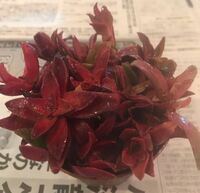 フリマサイトで多肉植物の火祭りを購入したのですが 調べてみると Yahoo 知恵袋