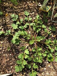 オダマキの花が終わった後ですが 葉を根元から刈り込んでも 来年また花 Yahoo 知恵袋
