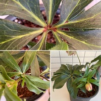 買ってきたモッコウバラの鉢の育てかたを教えてください4月1日に黄色モッ Yahoo 知恵袋