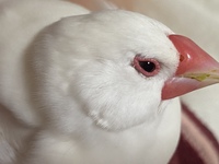 白文鳥の目とくちばしの周りだけハゲてしまいました 生えてきそうにも Yahoo 知恵袋
