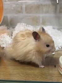 ハムスターの繁殖に詳しい方にご質問です 今 長毛ハムスター サテン の男 Yahoo 知恵袋