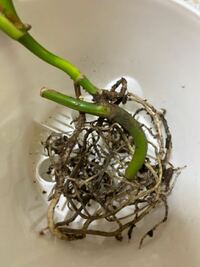 モンステラの茎伏せから成長した子と根っこを切り 最初に利用した茎を再利用することは可能ですか？