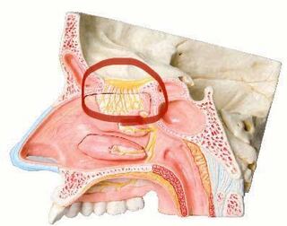 看護学生です 鼻の正中断面解剖図でどうしても分からないところが Yahoo 知恵袋