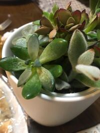 うちの多肉植物の葉っぱがしわしわになってしまいました 一昨 Yahoo 知恵袋