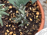 3日前にホームセンターから買ってきたラベンダーグロッソの葉先が黒くなって Yahoo 知恵袋