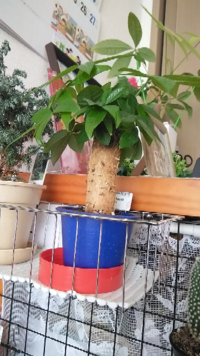 観葉植物パキラについて教えて下さい だんだん大きくなって Yahoo 知恵袋