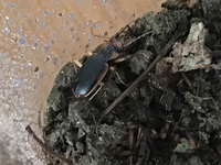 今飼っている虫の名前が分かりません 色々本やサイトで調べてみた Yahoo 知恵袋