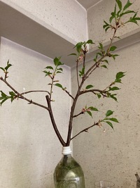 桜の枝の育て方 先日 花屋で桜の枝を売っていて綺麗だったので思 Yahoo 知恵袋