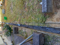 友人に 憎い奴の家の庭にミントの種ばら撒いてみ っていわれた Yahoo 知恵袋