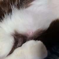 ふとみたら飼い猫 メス 老猫 の乳首が画像のように腫れていると Yahoo 知恵袋