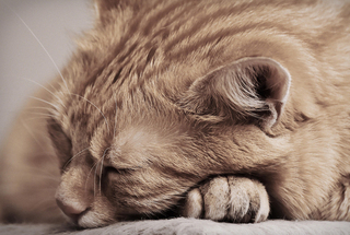 猫が豚みたいにブーブーいびきをかいて寝ていたらおかしいですね Yahoo 知恵袋
