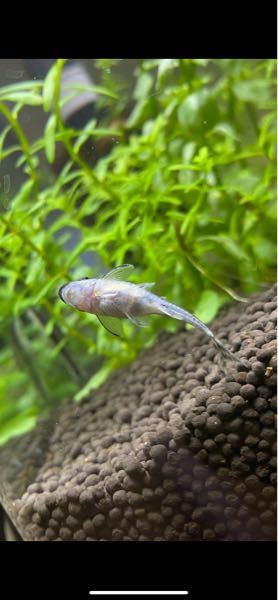 我が家のオトシンクルス 1匹だけお腹が膨れておりまして 腹 Yahoo 知恵袋