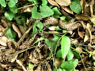 5月中旬ころ熊本県天草の山で遭遇し 危うく踏むところでした 蛇の名前と Yahoo 知恵袋