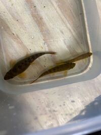 魚の種類を教えてください なんの魚でしょうか 白身で皮が灰色の粒々模様で Yahoo 知恵袋