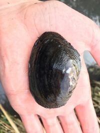 この淡水二枚貝はタテボシガイでしょうか タテボシガイは琵 Yahoo 知恵袋