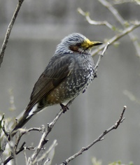 この鳥の名前は 何という鳥かわかるかた教えてください ヒヨドリです Yahoo 知恵袋