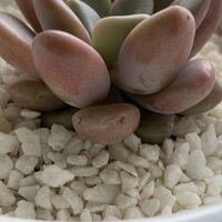 育て始めたばかりの多肉にこのような白い粒が3つほどついているの Yahoo 知恵袋