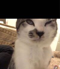 猫の去勢 瞬膜について質問です 猫の去勢を終えて帰宅した Yahoo 知恵袋