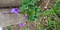 スミレの名前を教えてくださいますか。 種は撒いていませんが庭のあちこちに可愛い花を毎年咲かせています。

スミレの右側に写っている菊の様な葉っぱは、エリゲロンです。

よろしくお願いします。