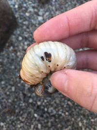 幼虫 出てくる カブトムシ 【カブトムシ幼虫】出てくる！蛹になる前の対策法！