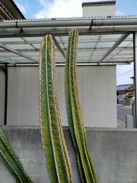 屋外の日がよく当たる庭で地植えしている鬼面角です この冬 Yahoo 知恵袋