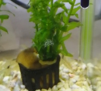 これは卵ですか 誰のかわかりますか 水槽には ミナミヌマエビ 川で Yahoo 知恵袋