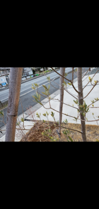 オリーブの落葉についてです 高さ3m主幹直径8 10cm地植 Yahoo 知恵袋