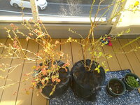 ブルーベリーの人工受粉がいまいち理解できません 1 ブルーベリーティ Yahoo 知恵袋