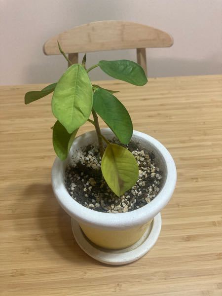 観葉植物 解決済みの質問 Yahoo 知恵袋