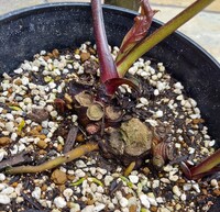 氷の薔薇 クリスマスローズについてですが 昨年からずっと花が咲 Yahoo 知恵袋