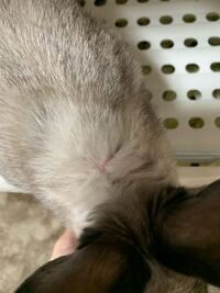 うさぎについて 最近耳の後ろのピンクっぽい赤みが気になります Yahoo 知恵袋