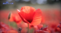 南仏の赤い花です 花の名前や種類を教えてください Yahoo 知恵袋