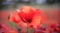 南仏の赤い花です 花の名前や種類を教えてください Yahoo 知恵袋