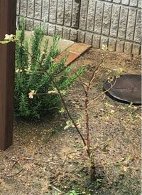 ブルーベリーの栽培について質問です 現在購入 植え付けて Yahoo 知恵袋