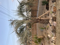 ２年前に 庭にココスヤシを植えました 今年になり仏炎苞 と言うやつが ７本ほど Yahoo 知恵袋