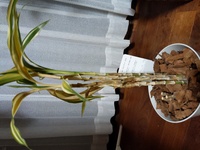 育てている観葉植物 ドラセナサンデリアーナ が枯れてきています 恐らく根 Yahoo 知恵袋