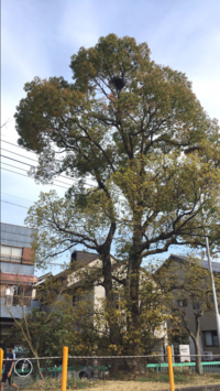 これはどの鳥の巣だと思いますか 初めて鳥の巣を見つけました 都会ではない Yahoo 知恵袋