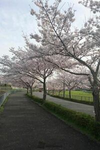 桜の花びら散るたびに届かぬ思いがまた一つこの曲何でしたっけ コブク Yahoo 知恵袋