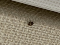 虫画像注意最近この画像の小さい虫を家の中でよく見かけるのです Yahoo 知恵袋