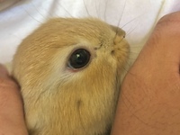 今朝起きるとうさぎの目の下の粘膜が赤くなっていることに気付きま Yahoo 知恵袋