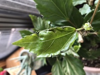 ハイビスカスの冬越し 地植えでハイビスカスがあります 急逝した母が育て Yahoo 知恵袋