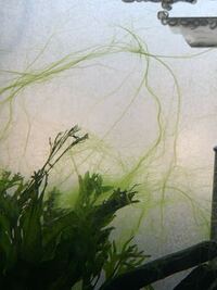 底面濾過でシュリンプ水槽を立ち上げました 今で約２ヶ月です 写真の Yahoo 知恵袋
