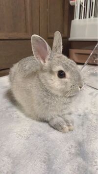 ネザーランドドワーフ1 16 1 30生まれ30 000円とペットショッ Yahoo 知恵袋