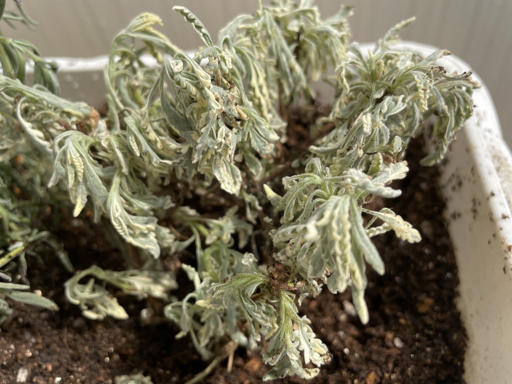 ラベンダーメルローが枯れそうです ラベンダー3種を寄せ植えして Yahoo 知恵袋