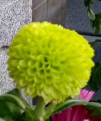 この花は何という花でしょうか 菊です ポンポン菊 ポンポ Yahoo 知恵袋