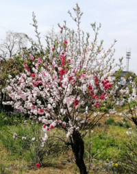 一本の木に白と赤の2色の花が咲いています もう桜が満開となる時期で Yahoo 知恵袋