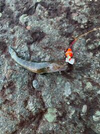 この魚の名前を教えてください 水深10センチくらいの場所で 岩の下 Yahoo 知恵袋