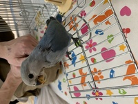コザクラインコ 生後38日です このこはコバルトと書いてありましたが ど Yahoo 知恵袋