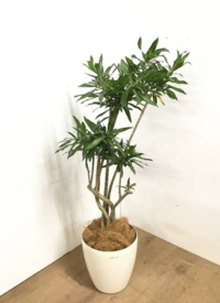 メルカリで観葉植物を売りたいのですが、梱包と発送方法がいまいち 