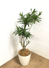 メルカリで観葉植物を売りたいのですが、梱包と発送方法が メルカリで観葉植物を売りたいのですが、梱包と発送方法が